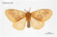 藏品(寬帶黃毒蛾)的圖片